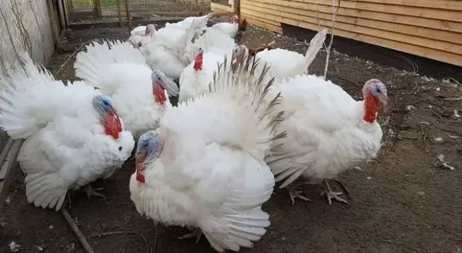 800x450