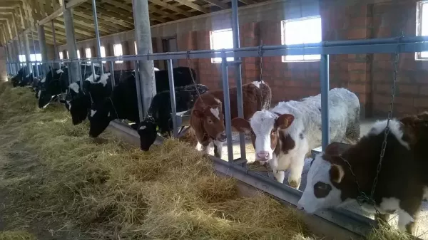 82945143d354417da3ebf27a4