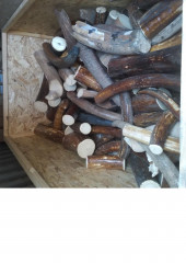 в Смоленской области вынесен приговор за покушение на контрабанду бивней мамонта - фото - 1